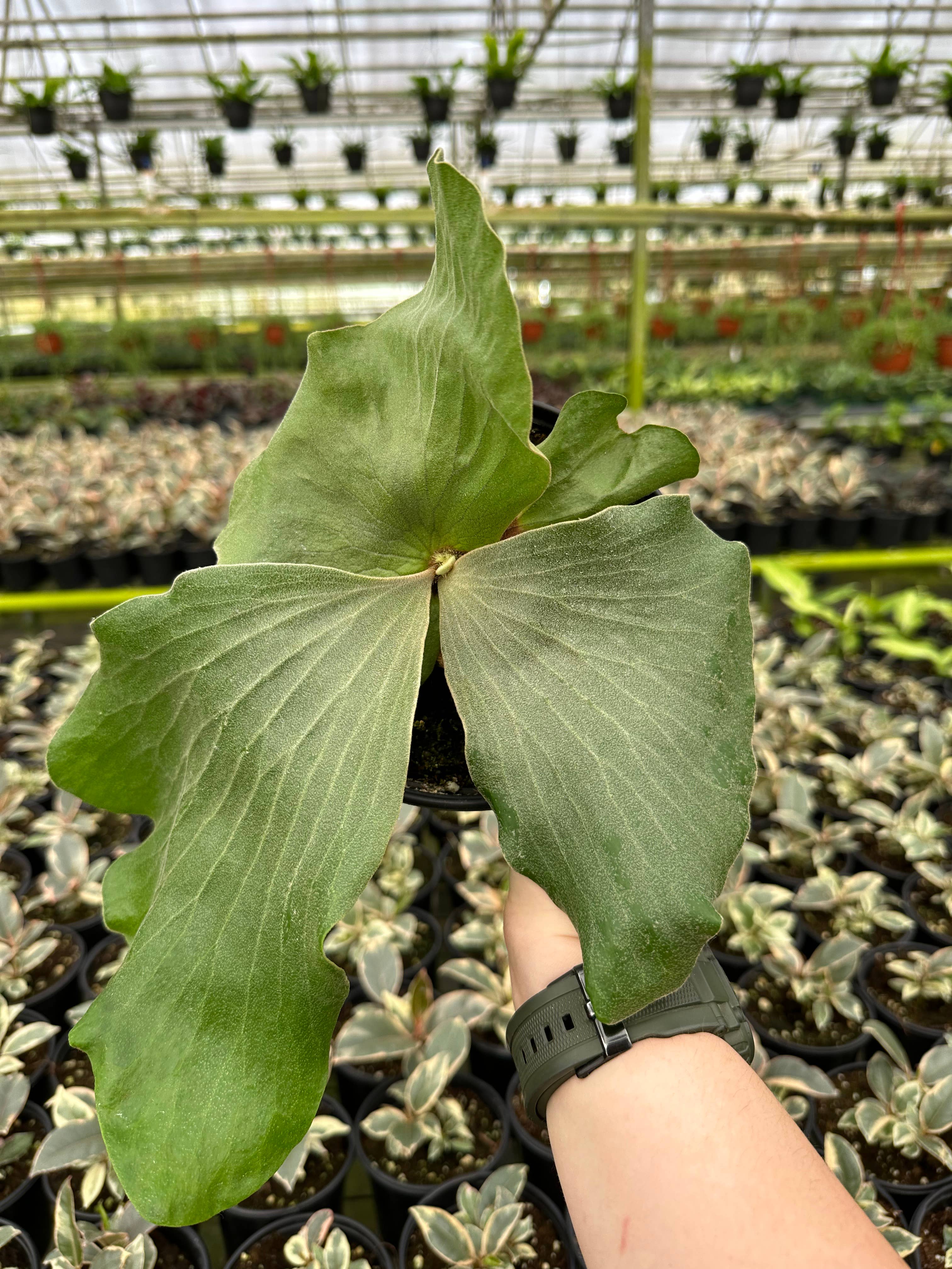 Central Florida Ferns & Foliage - Wholesale Live Plant - FERN Staghorn Elephantotis Live Plant 6in