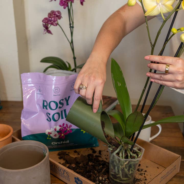 Rosy Soil - Wholesale Planting/Potting Soil - 4qt Orchid Mix2
