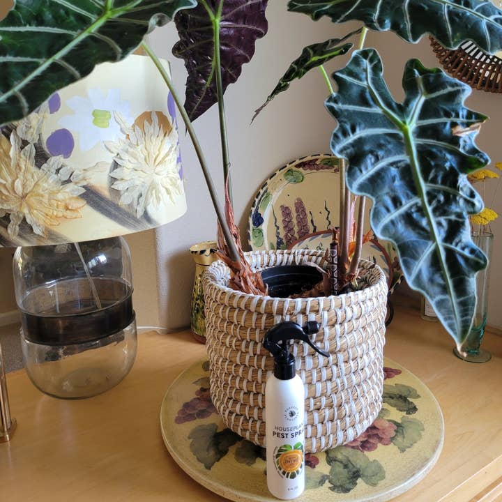 Perfect Plantista - Wholesale Insect Repellent - Natural + Non-Toxic Houseplant Pest Spray5