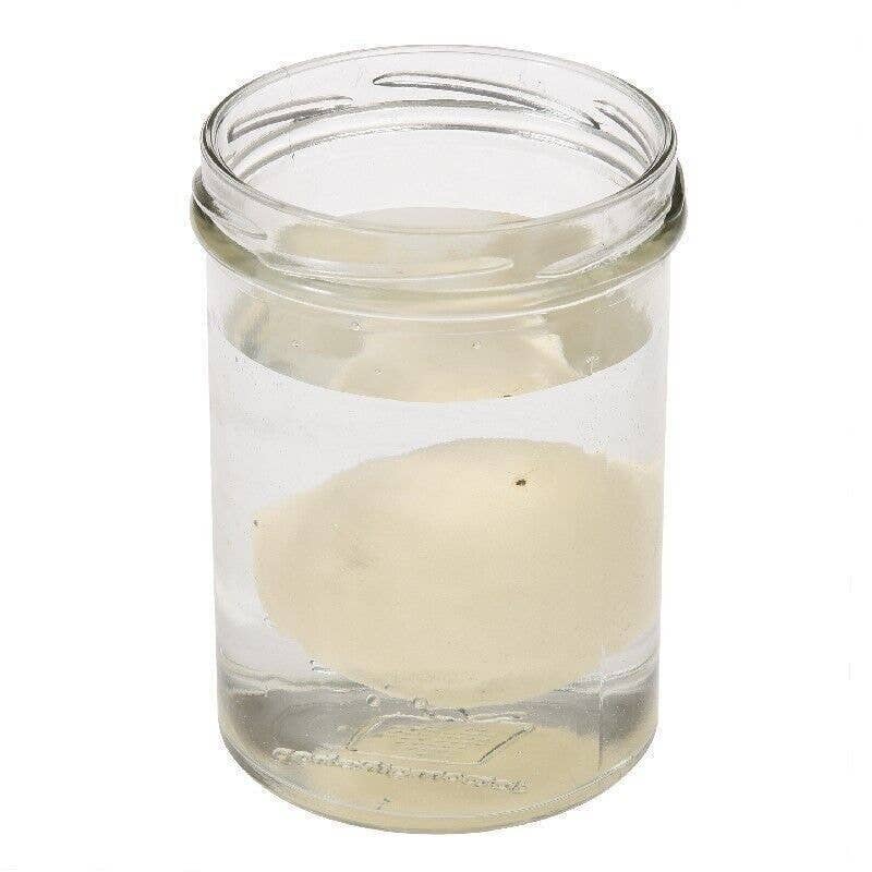 Rex B2B - UK – wholesale Classic toy – Kids – Hatch Your Own Dinosaur Egg4