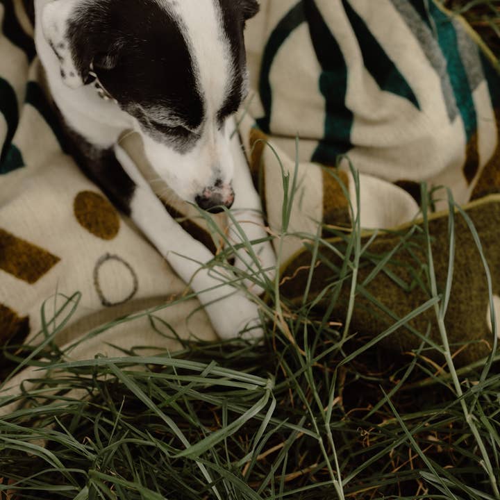 EcuaFina – wholesale Throw blanket – Mini Alpaca Blanket - Imbabura Green - 110 X 185 cm3