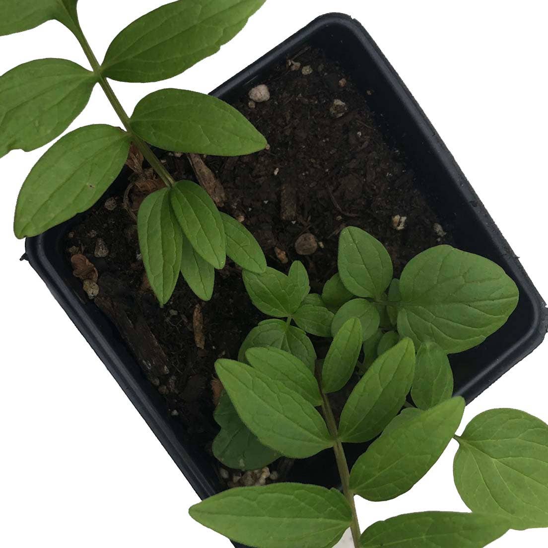 Smoke Camp Crafts - Wholesale Plant Seeds - Valerian Seeds (Valeriana officinalis) 75 Seeds (0.1 grams)2