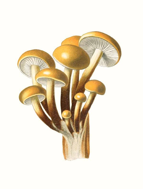 W. W. Norton - Wholesale Nature & Outdoors - Mushrooms7