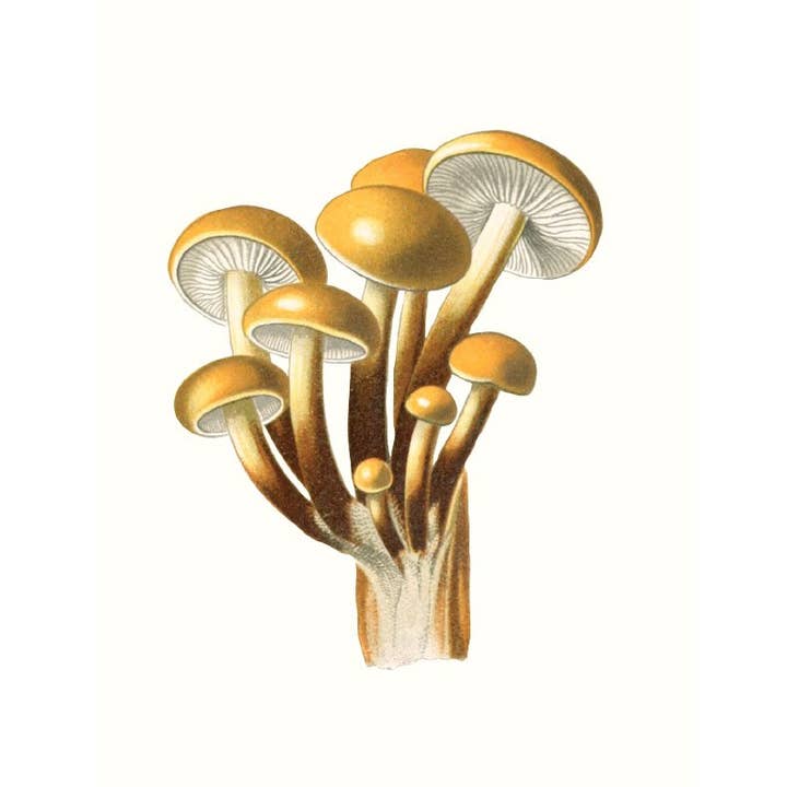 W. W. Norton - Wholesale Nature & Outdoors - Mushrooms7