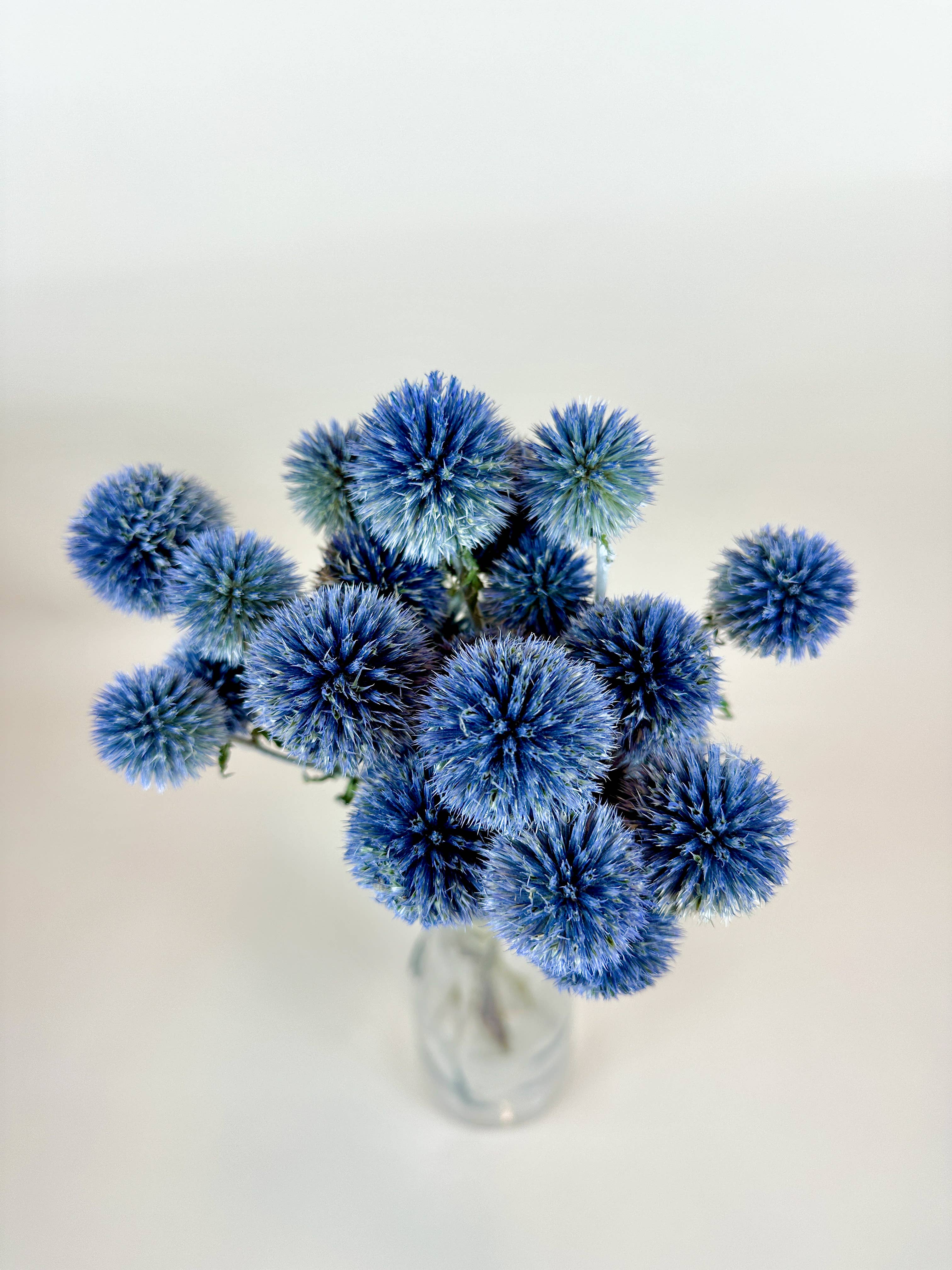 Lovejoy Farms Premium Dried Flowers - Venta al por mayor Flores secas/prensadas - Cardo Globo (Echinops) – Azul Natural, Secado al Aire1