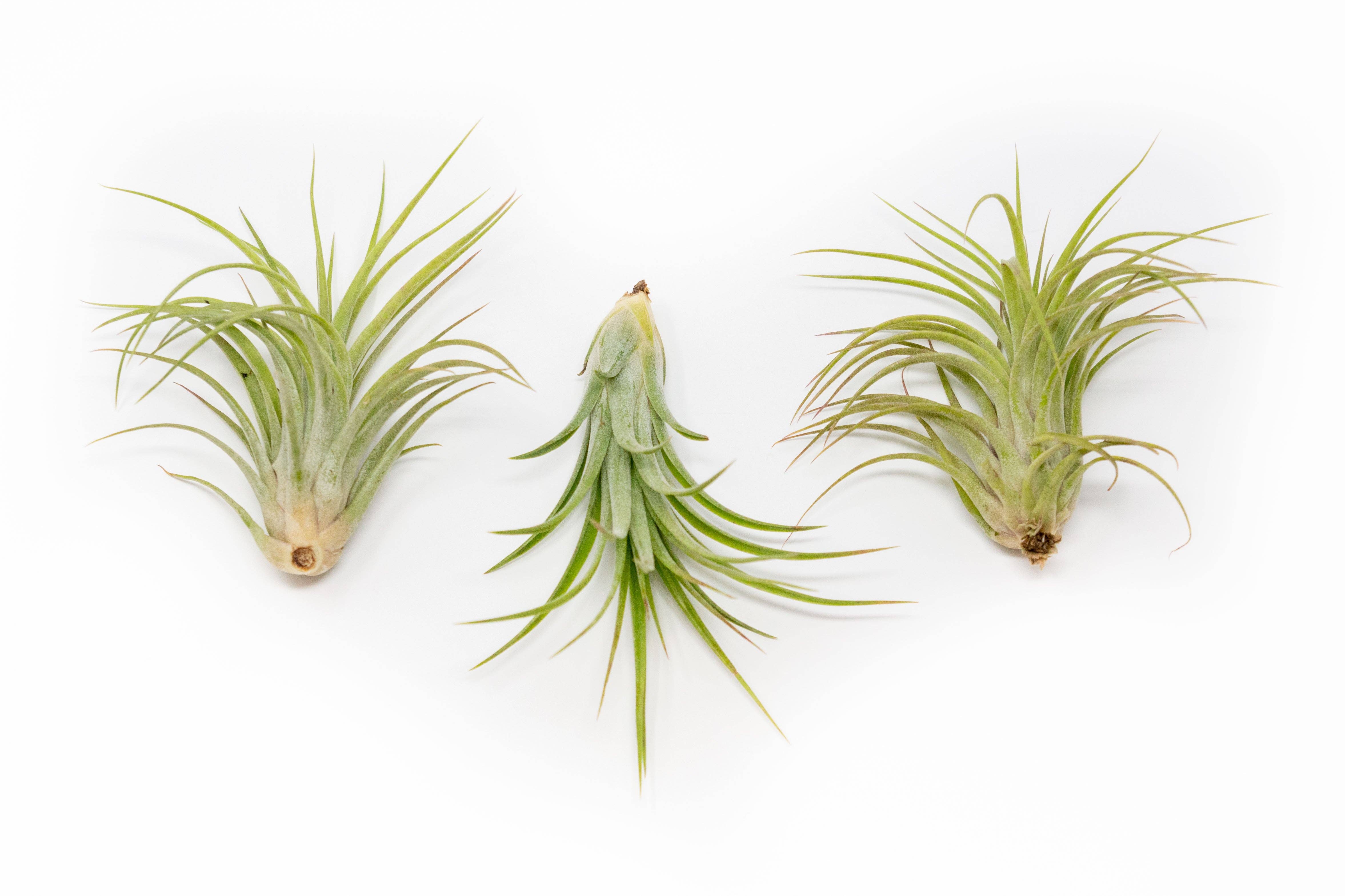 Air Plant Shop - Wholesale Live Plant - Tillandsia Victoriana Air Plants2