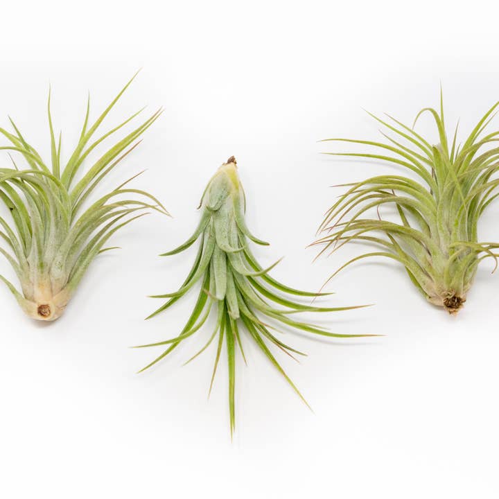 Air Plant Shop - Wholesale Live Plant - Tillandsia Victoriana Air Plants2