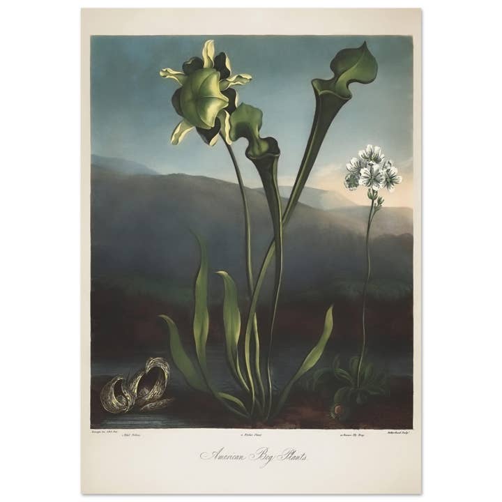 Piante di betulle americane per la vendita all'ingrosso da parte di Maison de Paloma