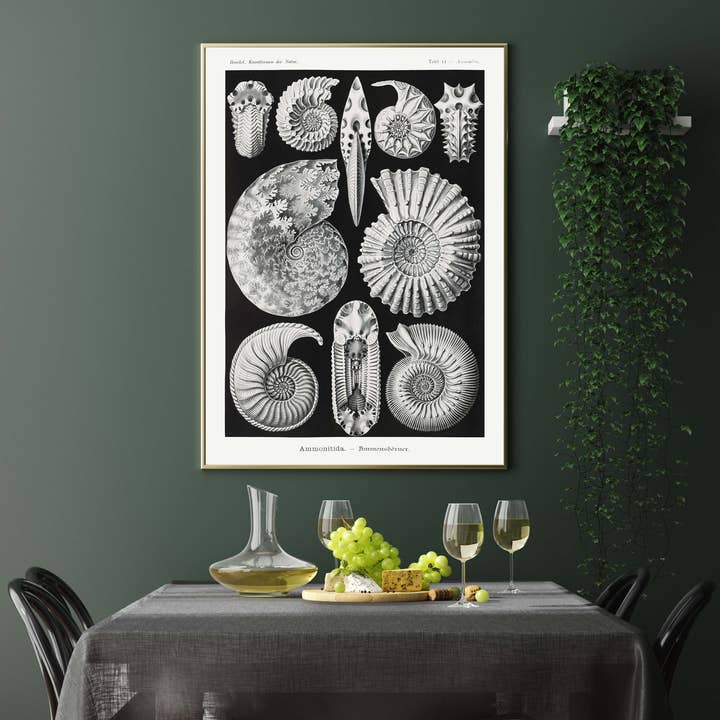 Ammonitida van Ernst Haeckel voor wholesale door Rock Paper Scissors Wall Art