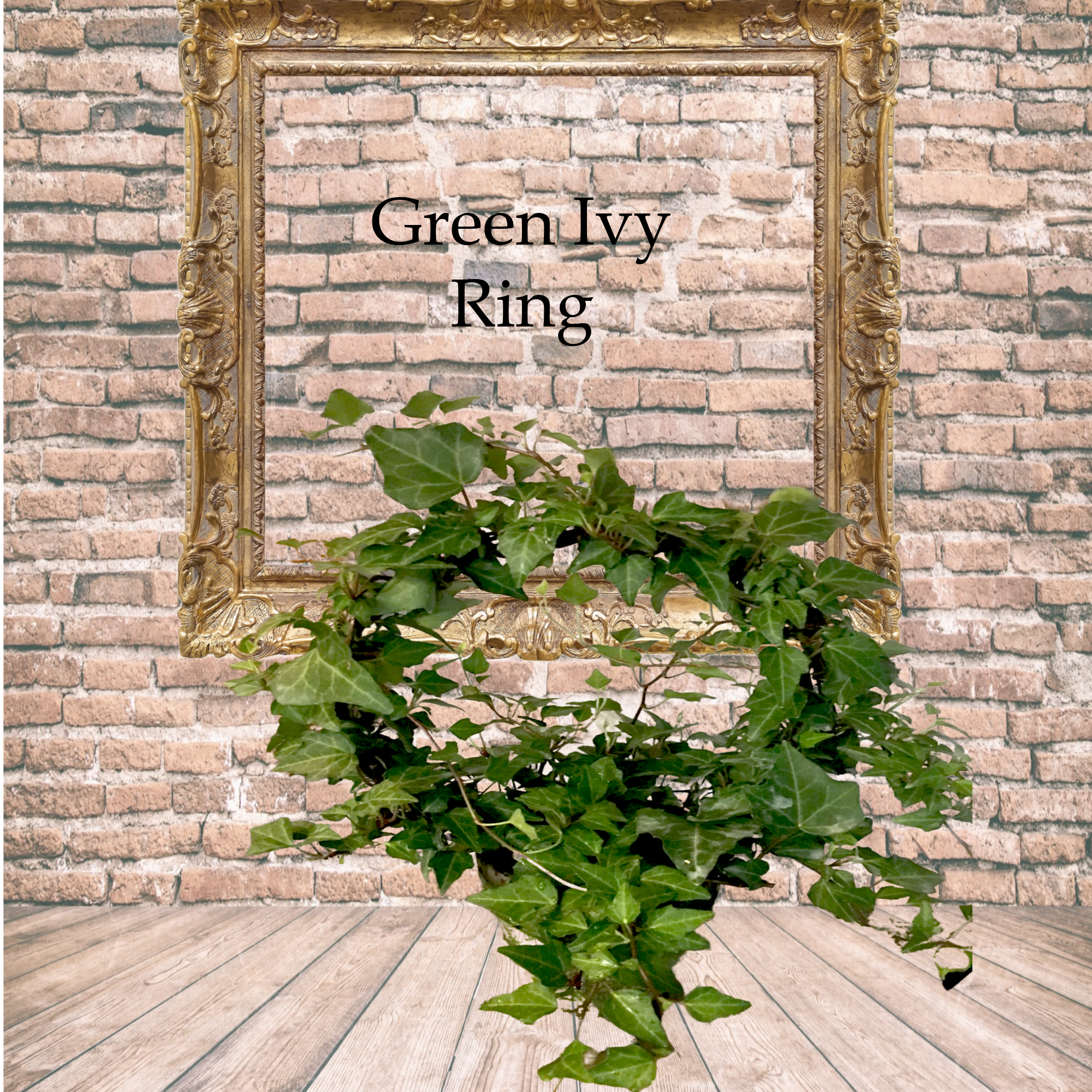 Bella Vintage Home Inc - Wholesale Live Plant - Live Plant-Green Ivy Ring1