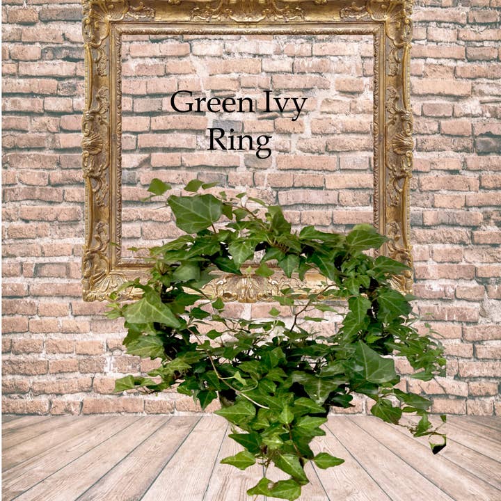 Bella Vintage Home Inc - Wholesale Live Plant - Live Plant-Green Ivy Ring1