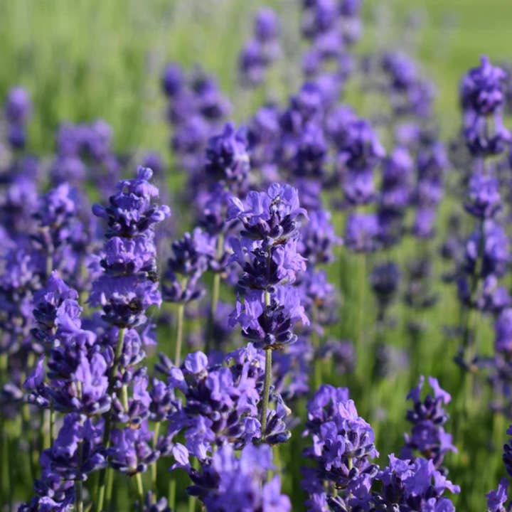 Herb To Body - Wholesale Herbs - Lavender Flowers Whole Ultra4