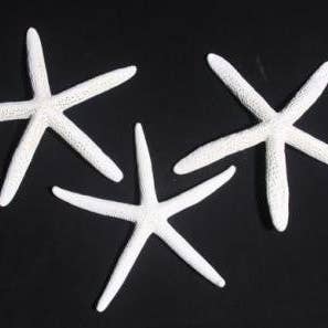 2-3" WHITE (BLUE STAR) for wholesale by Darlene's Shells