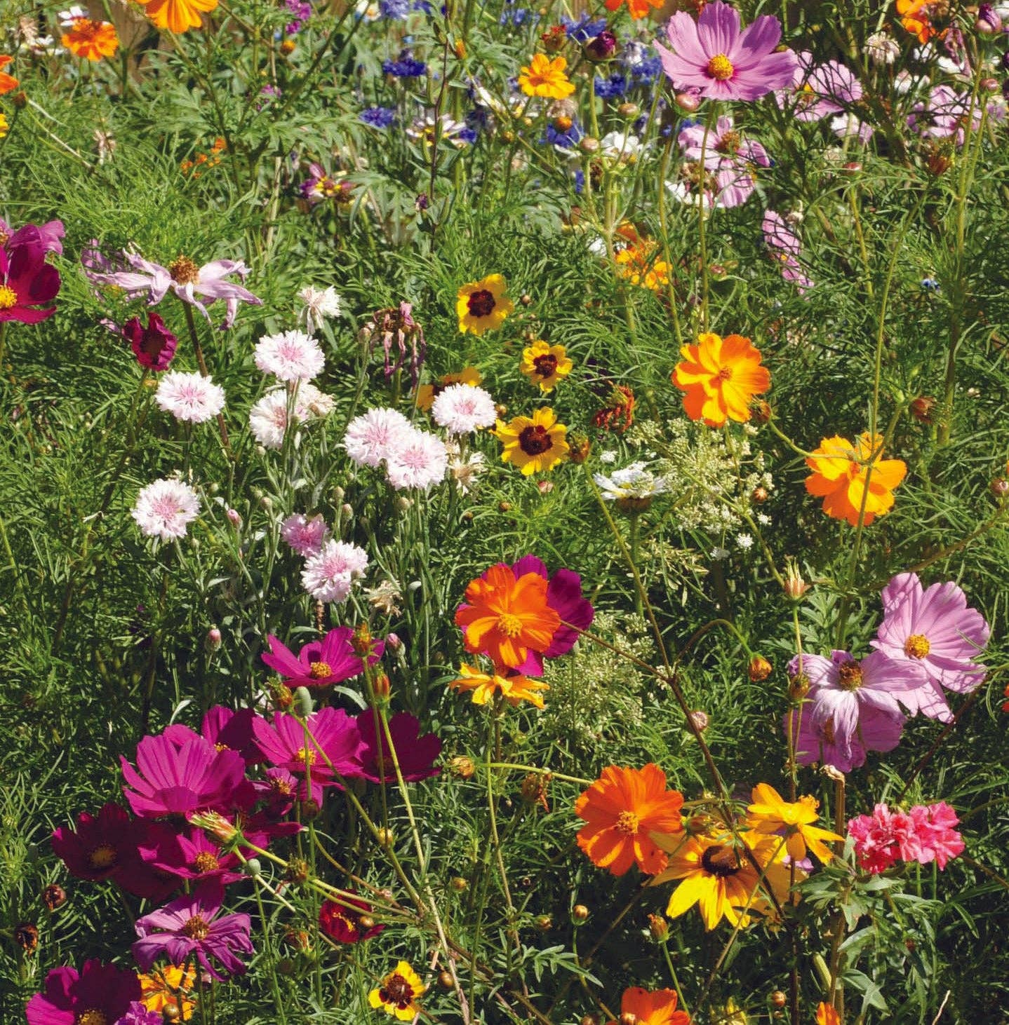 Bentley Seed Co. - Wholesale Plant Seeds - Bee Kind - Pollinator Wildflower Mix Seed Packets11