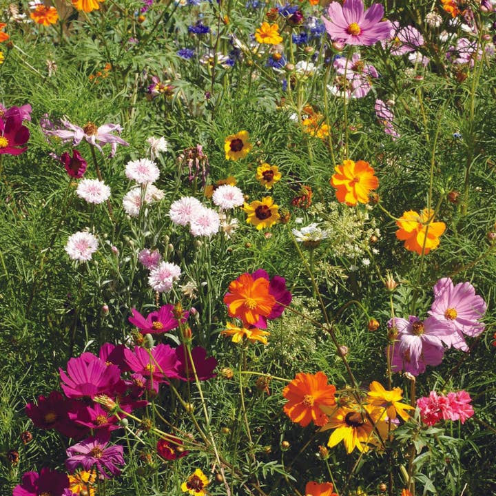 Bentley Seed Co. - Wholesale Plant Seeds - All You Do Be Done In Love - Wildflower Mix Seed Packets5