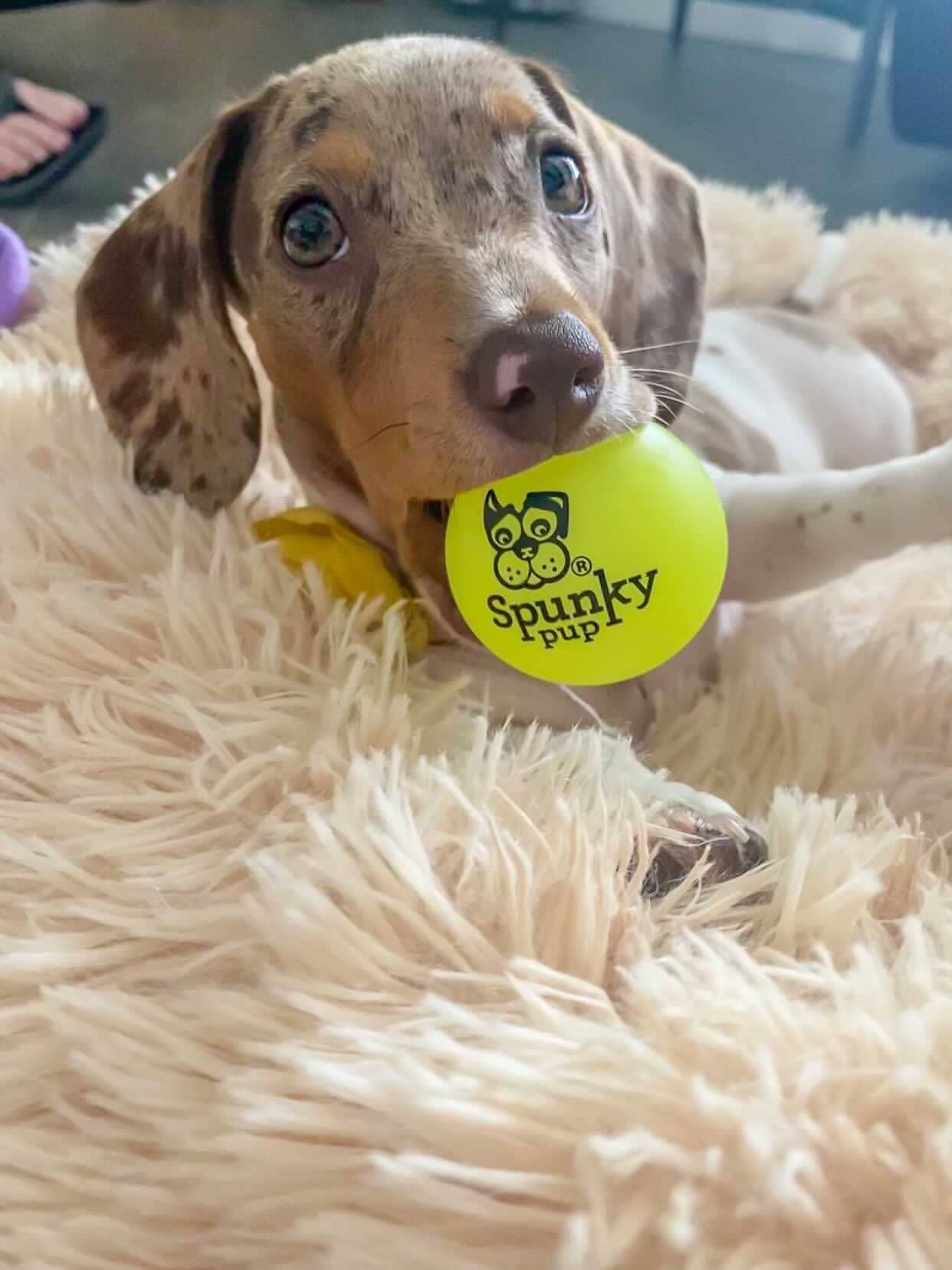 Spunky Pup – wholesale Pet fetch ball – Dog – Fetch and Glow Ball9