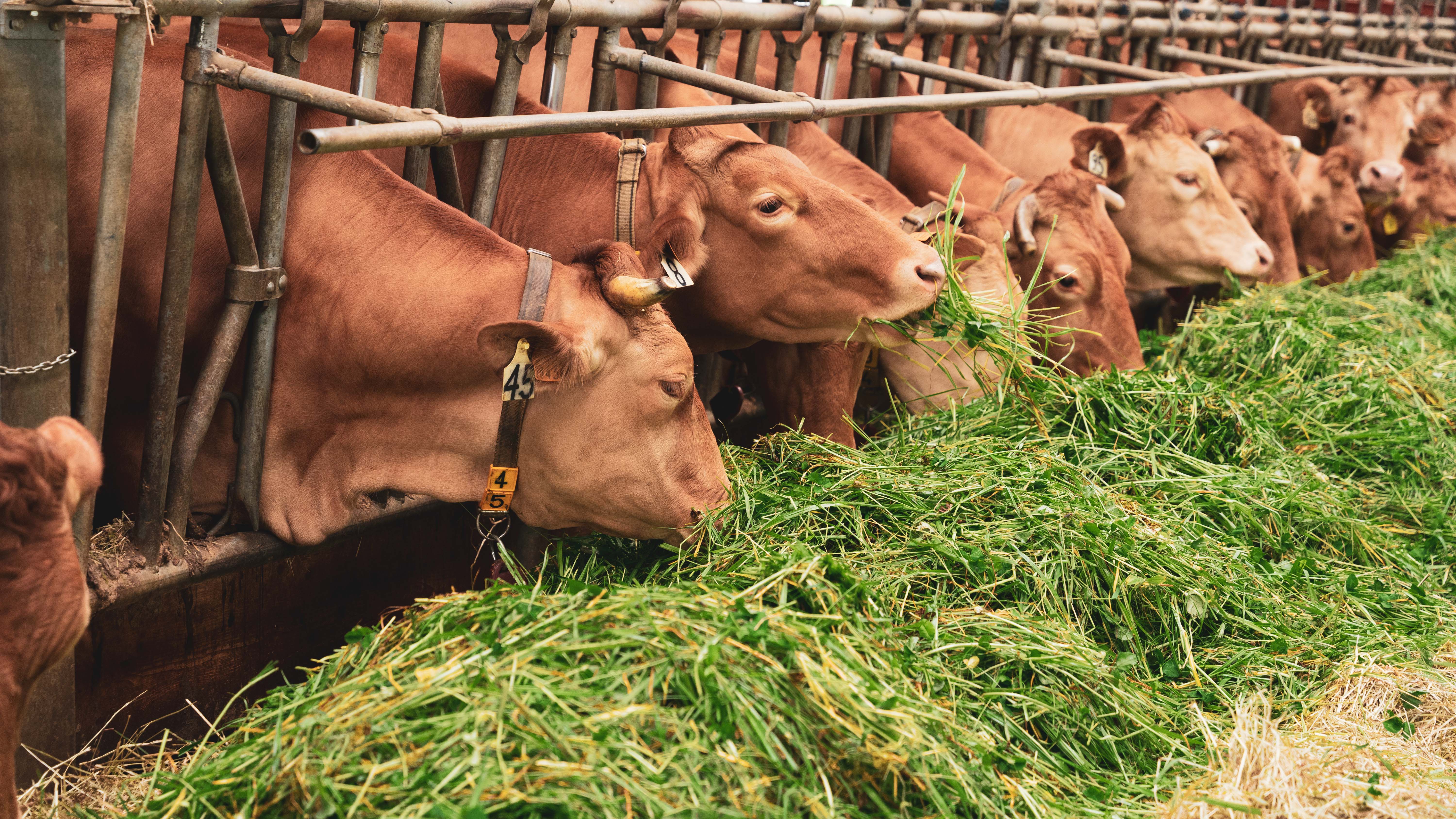 Gourm.it – Queijo por atacado – Parmigiano Reggiano Vacche Rosse 150 g, doce, envelhecido 24 meses1