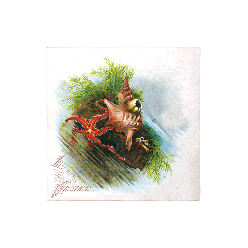 Laughing Elephant - Wholesale Postcard - We Wish You a Crazy Christmas Postcard Book -  Postcards6