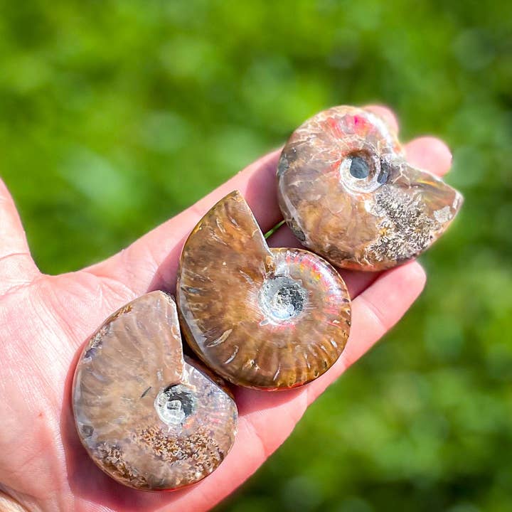 Mandala Gems - Wholesale Decorative Tabletop Object - Fire Ammonite Shell Fossil, Fire Ammonite, Fossil Decor, Natural Art, Decorative Fossils, Ammonite Fossil
