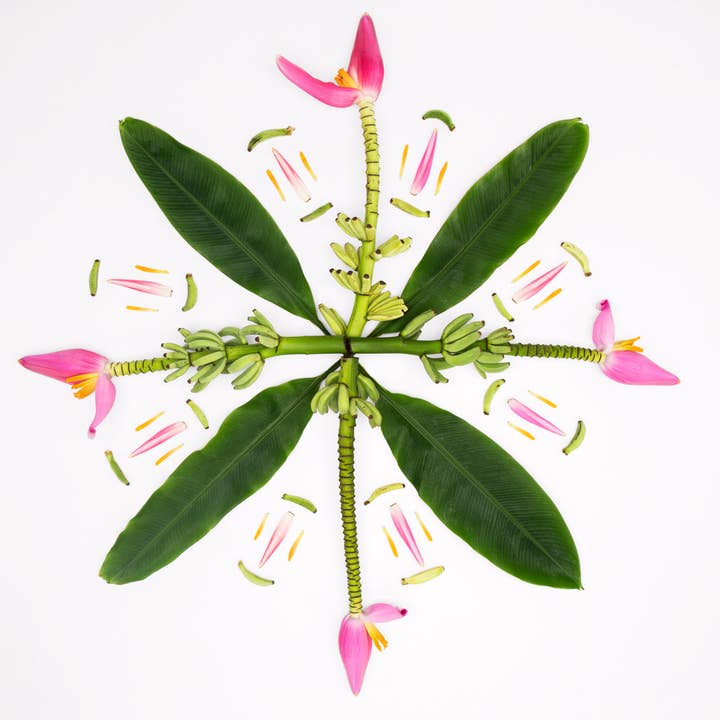 Banana Tree Muse para venta al por mayor de Lola Pilar Hawaii