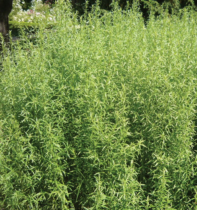 Little Veggie Patch Co - Wholesale Plant seeds - Tarragon 'Russian' Heirloom Seeds2