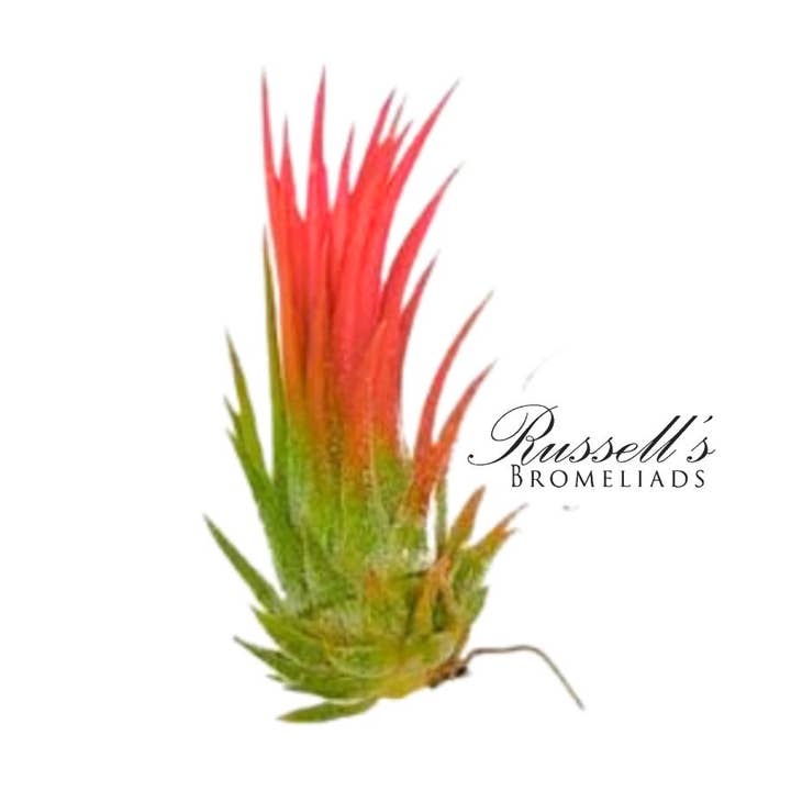 Ionantha Fuego, 1-2" for wholesale by Russell's Bromeliads