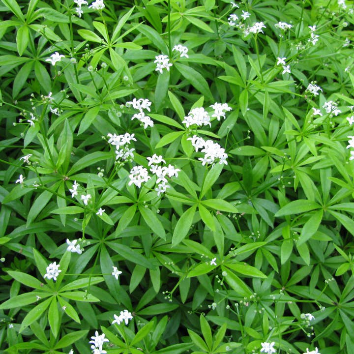 Waldmeister Galium odoratum – 48 Pflanzen – 10-25cm – Ø9cm – Duftender Bodendecker für Schatten & Halbschatten – Winterharte Gartenstaude für Unterpflanzung für den Großhandel von Oasis of Life