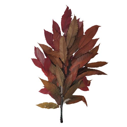 CASTAGNA CONSERVATA per la vendita all'ingrosso da parte di Concari.flores Preservadas