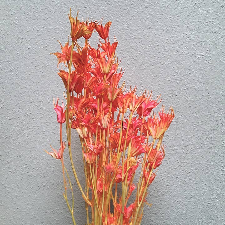 Dried Nigella Orientalis Flower - Strawberry Champagne (021) for wholesale by BLOOMINGFUL.COM