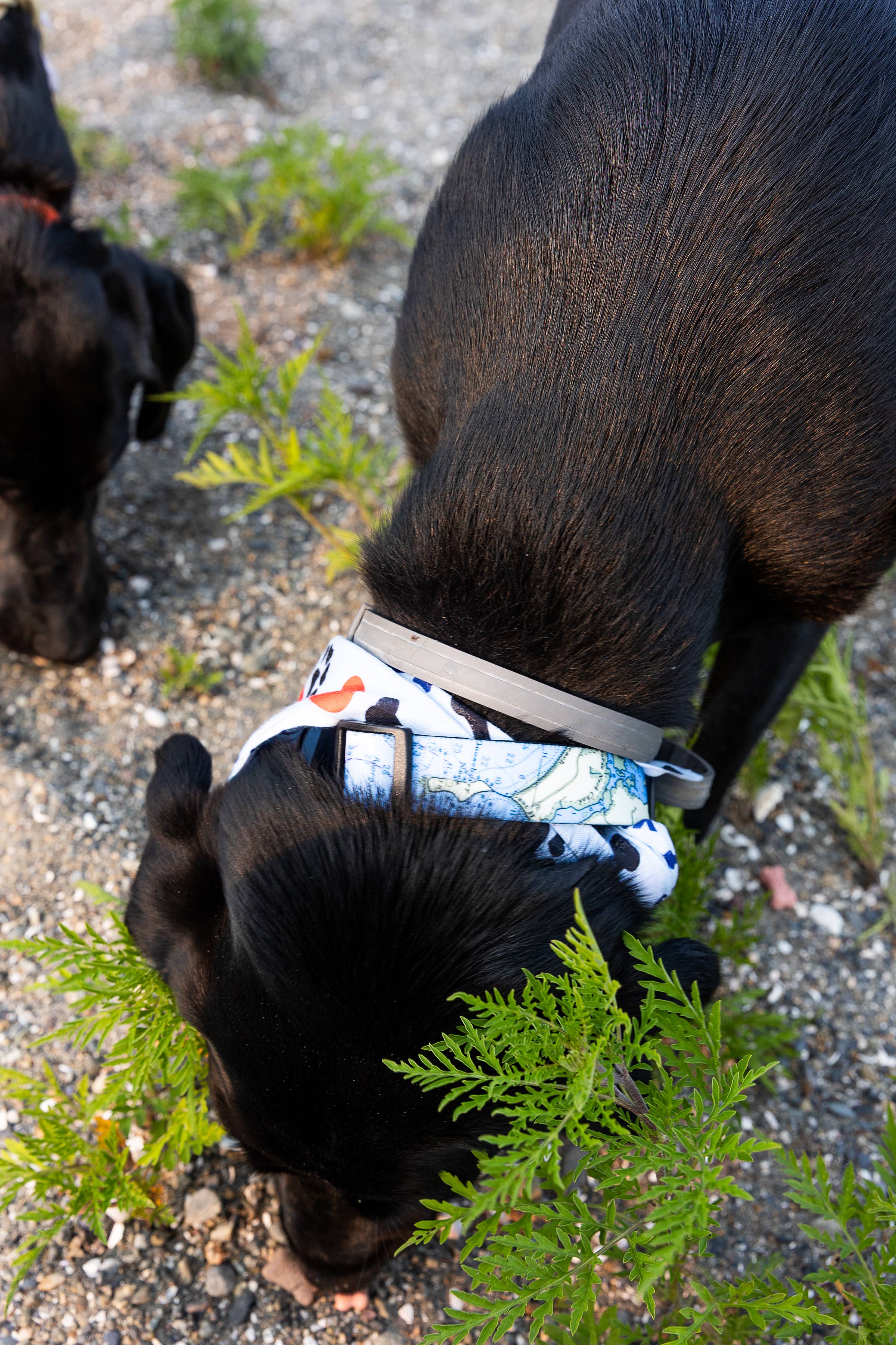 Maritime Tribes LLC - Wholesale Pet Collar - Dog - Dog Collar (custom artwork or your local map)7