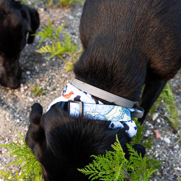 Maritime Tribes LLC - Wholesale Pet Collar - Dog - Dog Collar (custom artwork or your local map)7