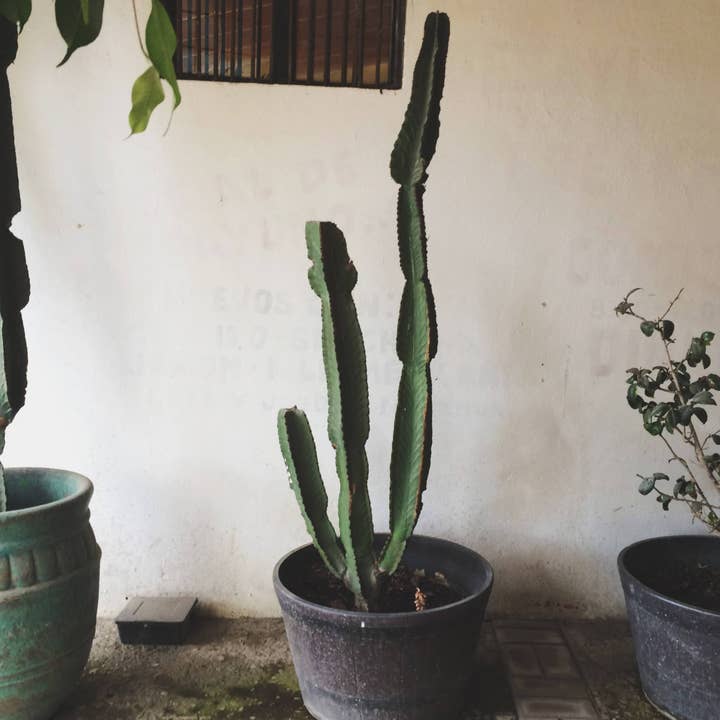 Cingular Bars // Mexico for wholesale by Alison Holcomb Creative