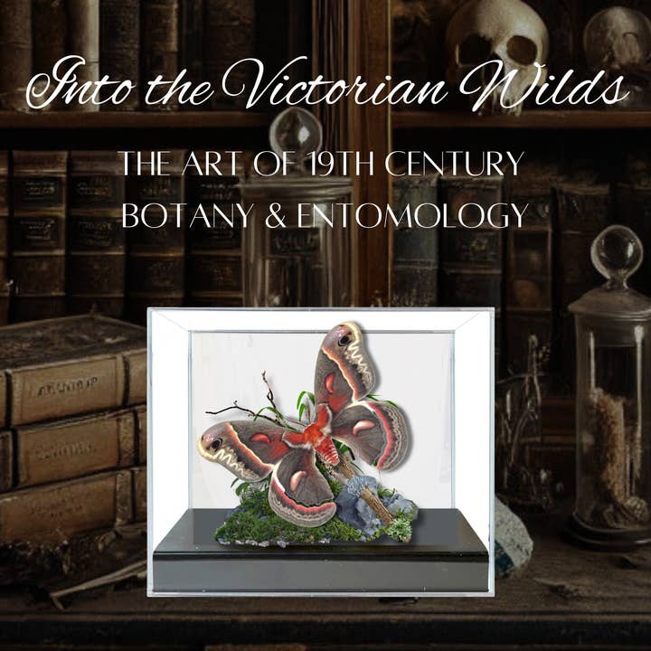 Instar Innovations - Wholesale Decorative Tabletop Object - Real Cecropia Moth Diorama - 6x8x6 in  Â