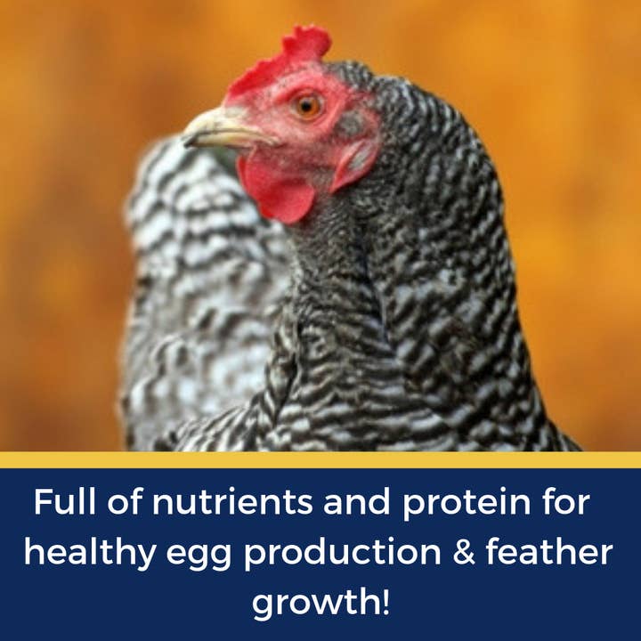 Dahlia Pets - Wholesale Pet Treats - Dog - BEE A Beautiful Hen Herbal Treat With Mealworms, Wheat, & Rose Petals For Chickens4