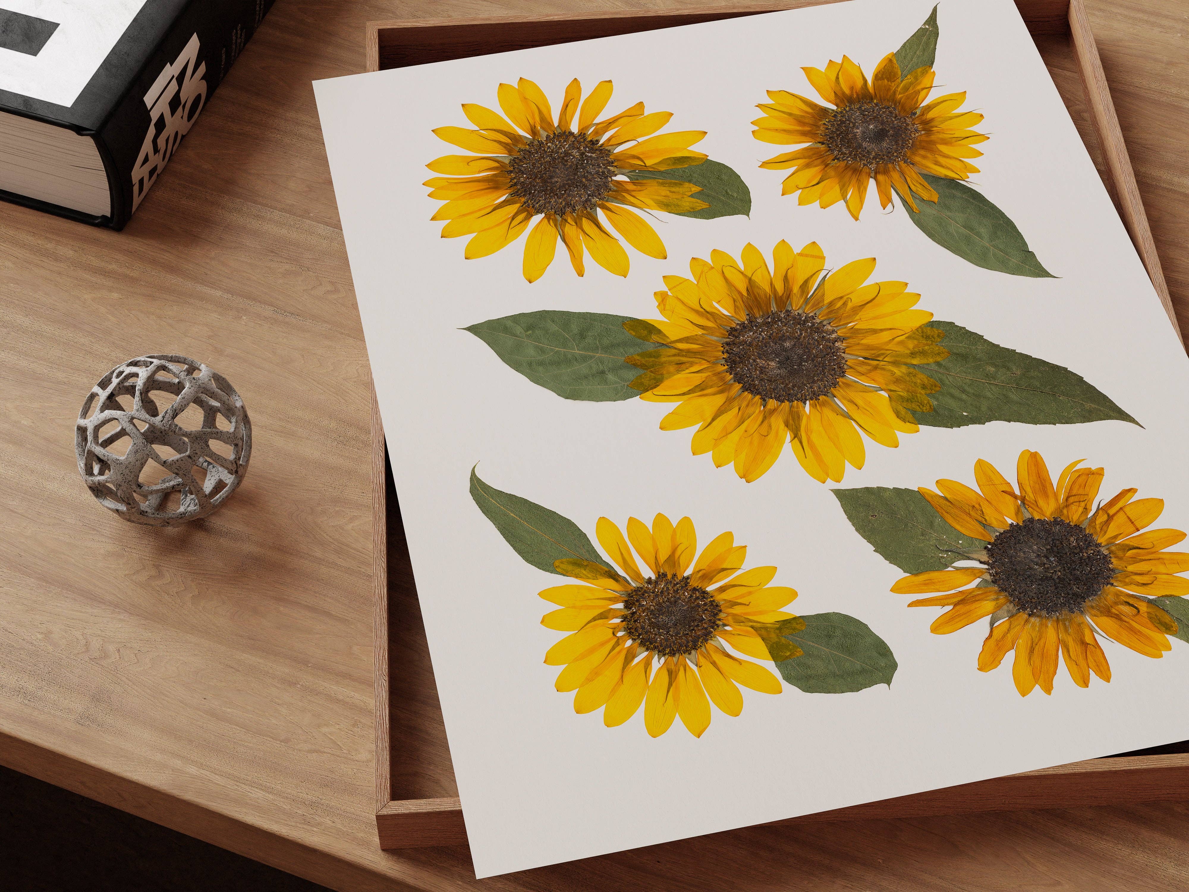 Hope Steinle Pressed Flower Art - Wholesale Art Print - Pressed Flower Fine Art Print - "Golden Glow"4