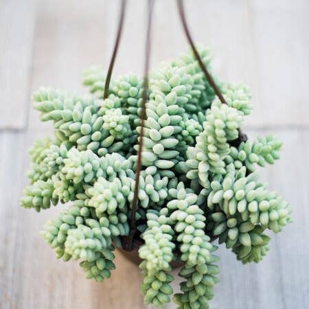 Sedum Donkey Tail pour la vente par In Succulent Love