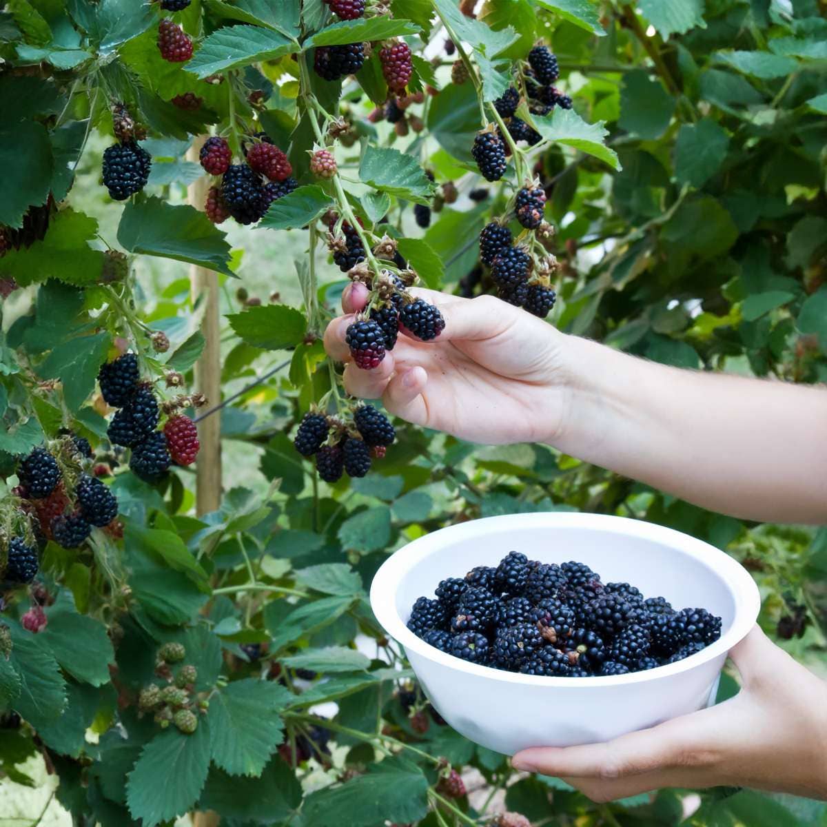 Oasis of Life – Großhandel Pflanzen – Brombeerpflanzen – 2 Pflanzen – Rubus Fruticosus 'Thornfree' – Höhe 50–60cm – Ø15cm – Dornenlose Brombeere – Selbstbestäubend & winterhart – Süße Früchte für Garten, Terrasse & Hochbeet8