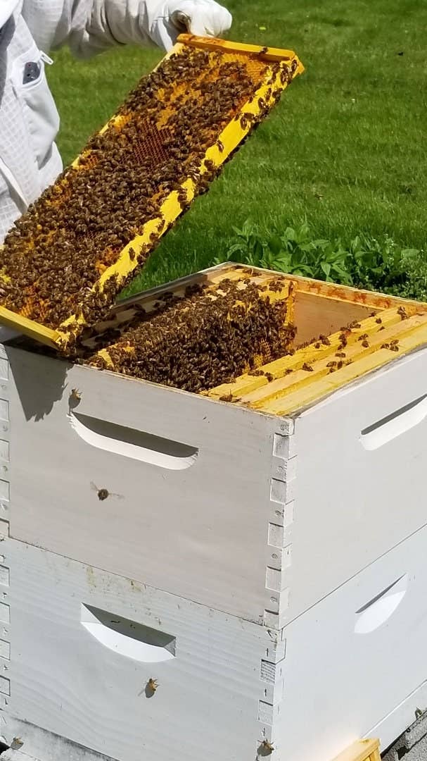 Happy Honey Bee Co. – Engroshandel Læbepomade – Honning & Bivoks Læbepomade4