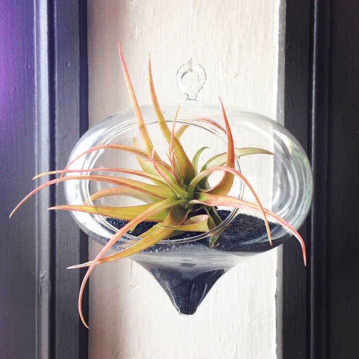 WGV International - Wholesale Terrarium - WGV Turnip Hanging Terrarium - 3" x 6"H8