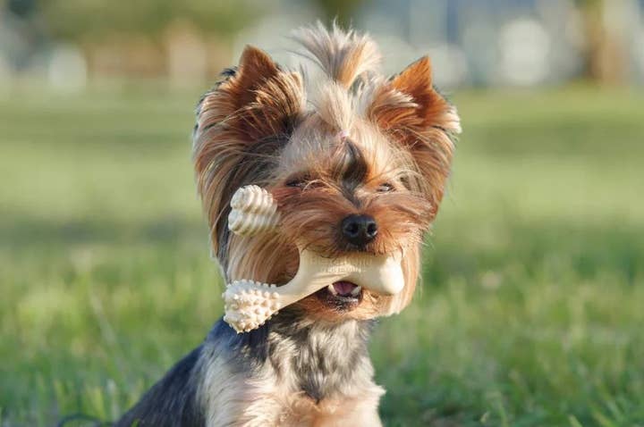 Pet Palette Distribution - Wholesale Pet Chew Toy - Dog - BetterBone Hard Beef Dog Chew Toy Small