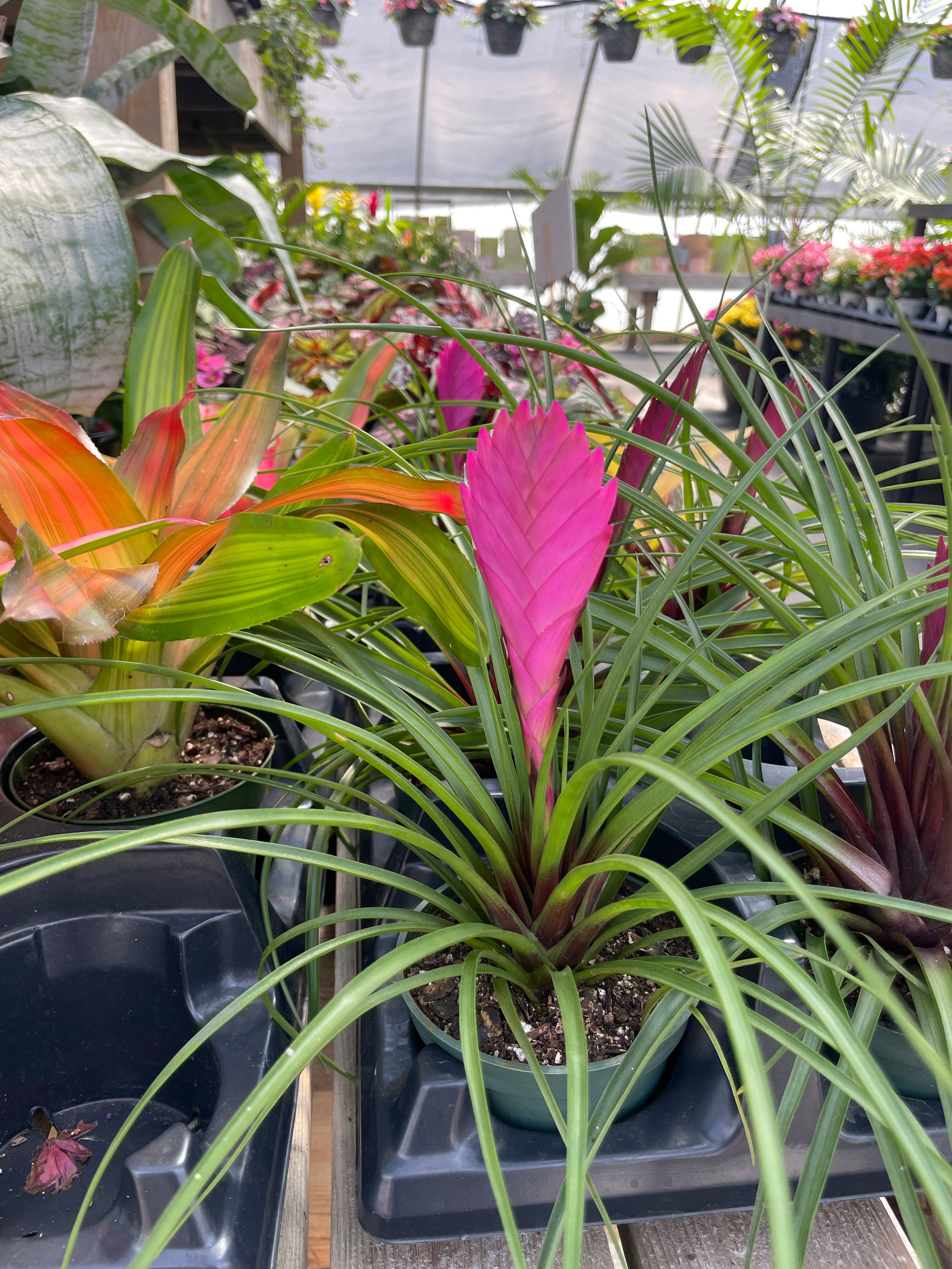 Thorsen's Greenhouse - Wholesale Live Plant - Pink Quill Bromeliad - 4" Live Plant1