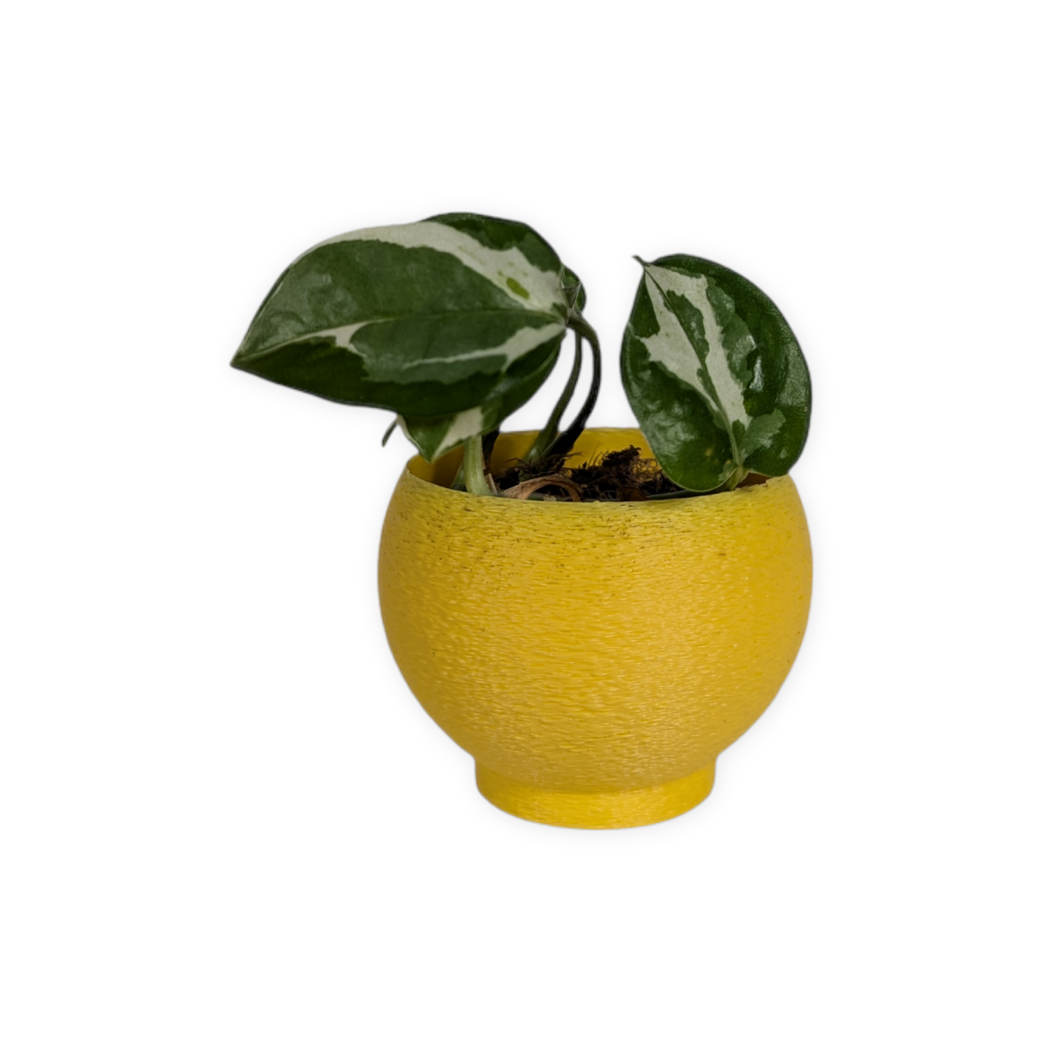 Leafprints.3d - Wholesale Plant Pot - The Petal – 2 Inch Cover Pot (No Drainage)16