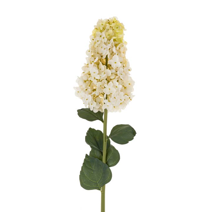 Hydrangea Paniculata Stem for wholesale by Indaba Trading