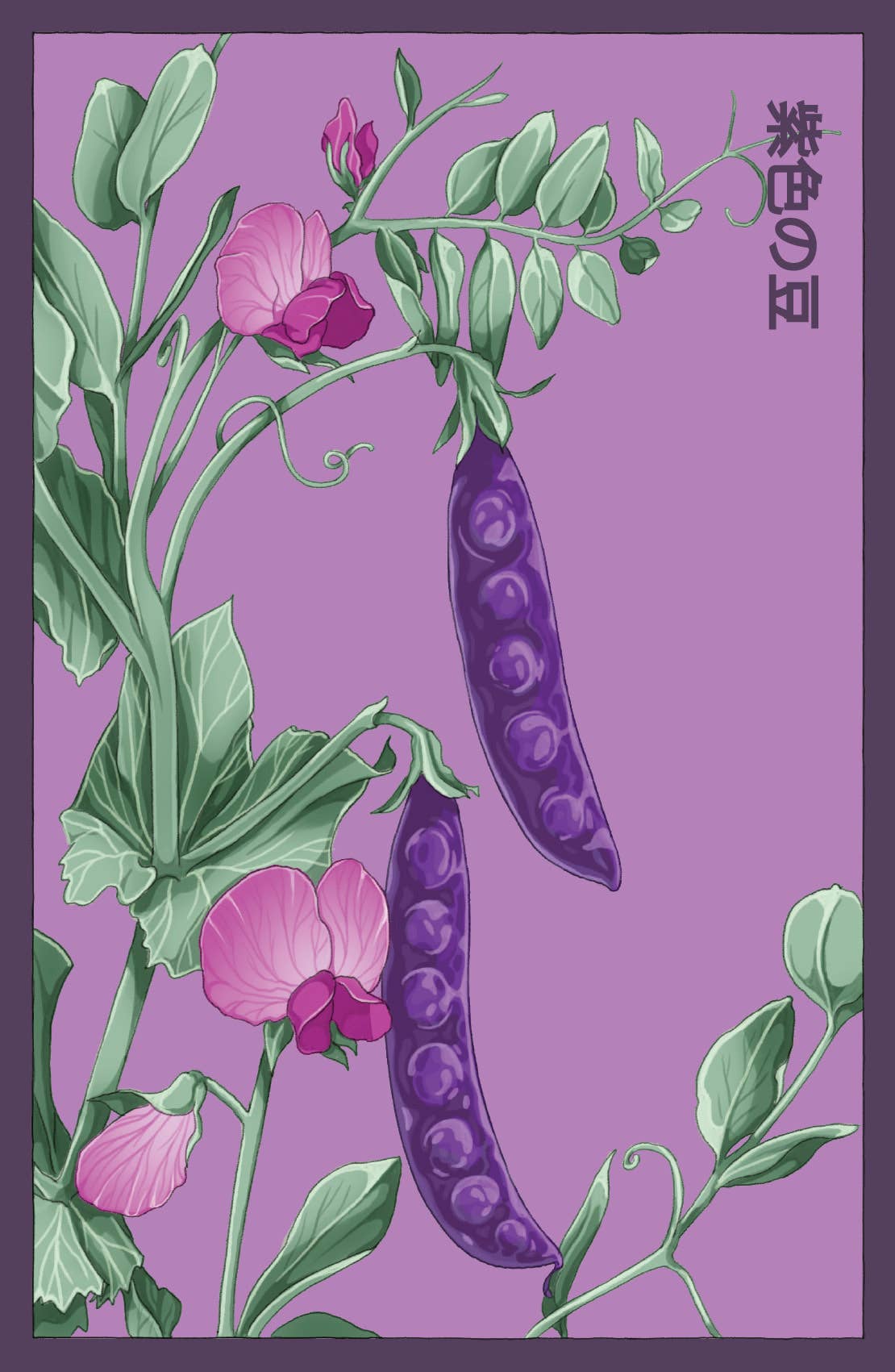 Chive UK – wholesale Plant seeds – Funky Seeds Packets - 48 Assorted4