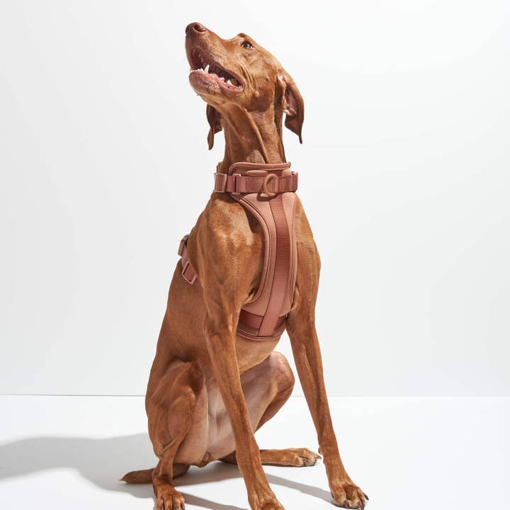 Wild One - Wholesale Pet Harness - Dog - Harness21