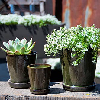 Lilac Pot With Attached Saucer Tropical Green, Size B for wholesale by Pacific Home & Garden