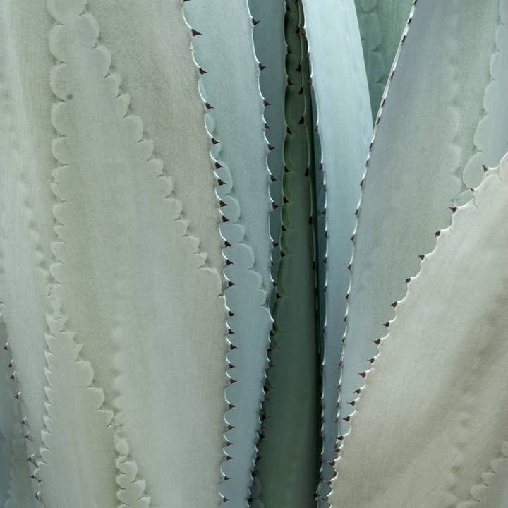 Duftöl für Kerzen und Seife, Minty Agave + Clementine für den Großhandel von Scentivore