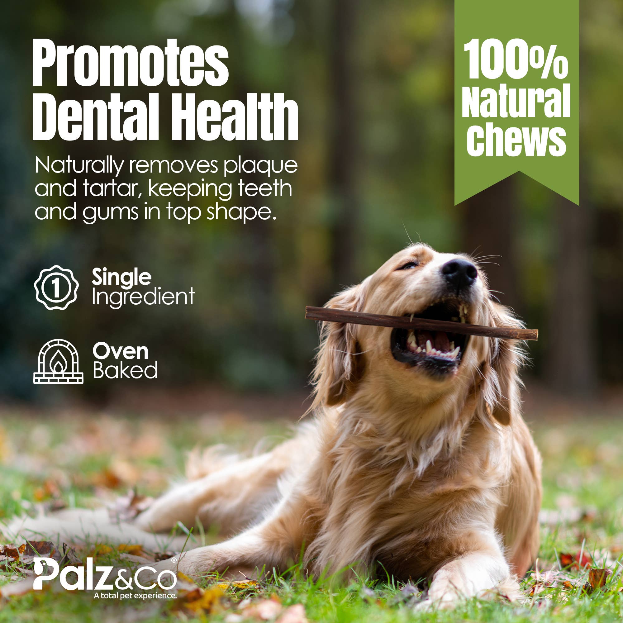 Palz&Co - Wholesale Pet Treats - Dog - Moodog Beef Gullet Sticks 6"-12" - Pack of 259