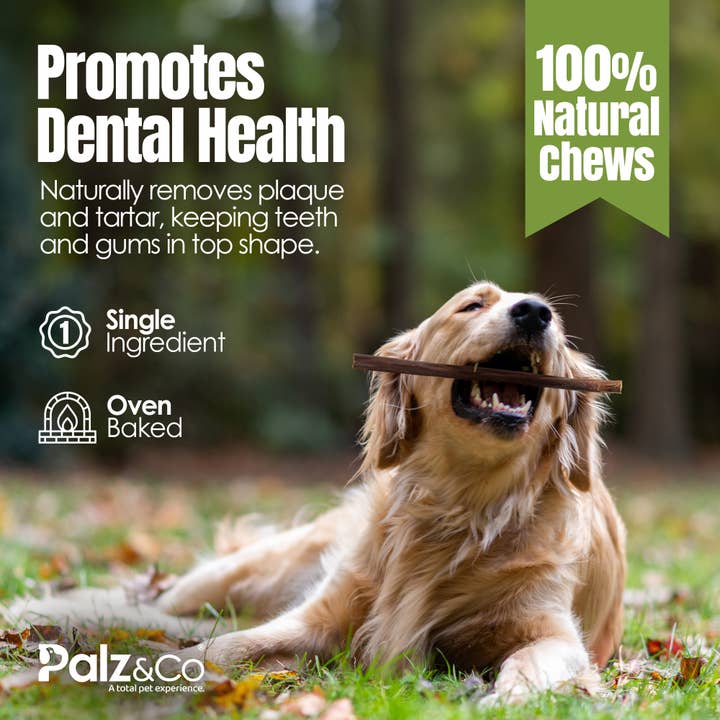 Palz&Co - Wholesale Pet Treats - Dog - Moodog Beef Gullet Sticks 6"-12" - Pack of 259