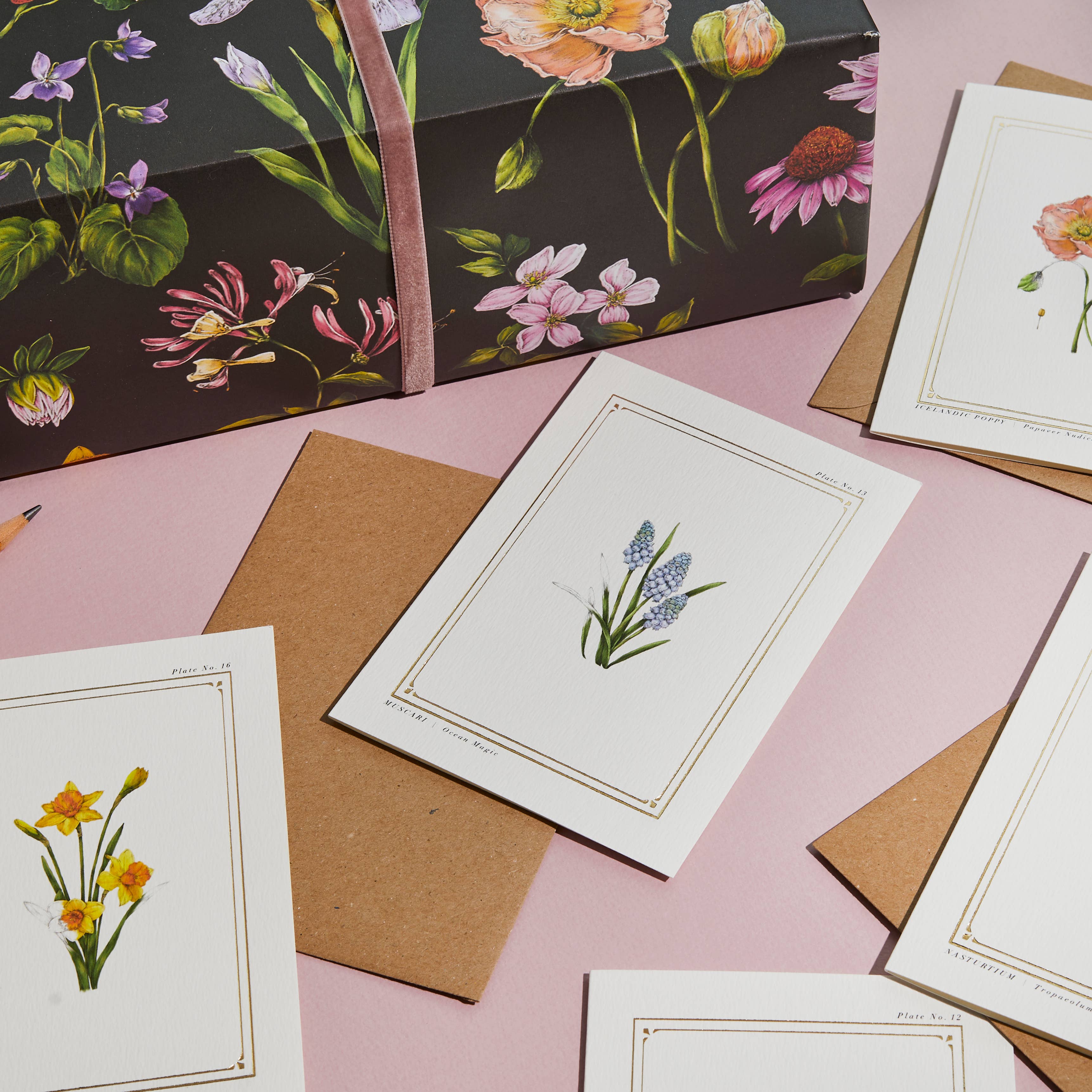 Catherine Lewis Design - Wholesale Everyday Greeting Card - Muscari - 'Botanist Archive : Everyday Edition' - Card1